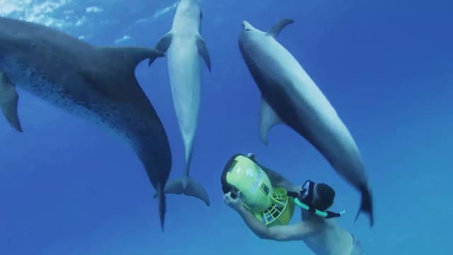 So lucky to be able to swim with dolphins!