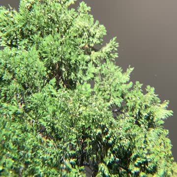 Ponderosa Pine in the Ashes of the Fallen