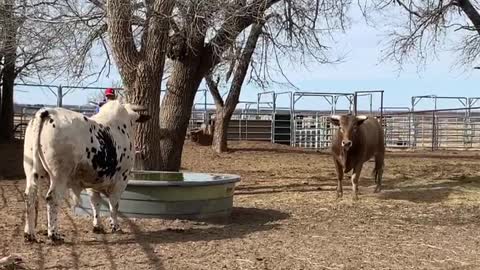 Don't Turn Your Back on a Bull