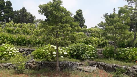 Landscape of flowers and trees with birdsong