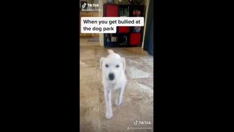 These Might Be the Funniest Pets on TikTok