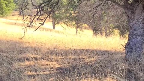 Donkey Joins A Herd Of Elk