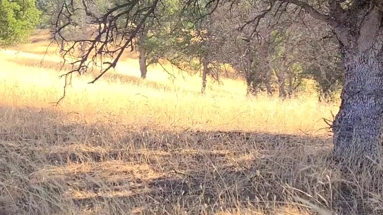 Donkey Joins A Herd Of Elk