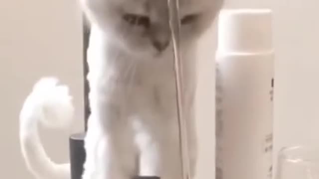 Cute cat | cute funny Animals |