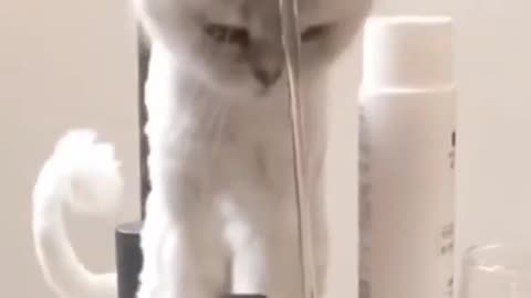 Cute cat | cute funny Animals |