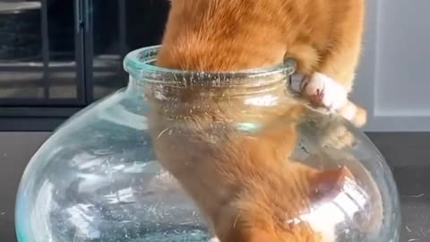 the behavior of the orange cat in the jar