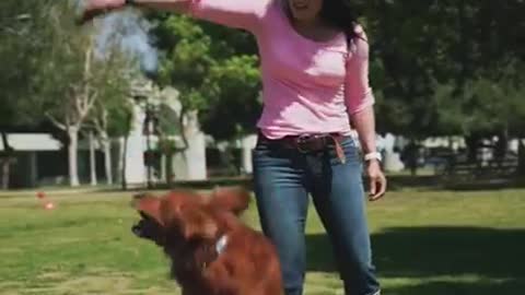 Funniest and Cutest Dog Training New #Shorts