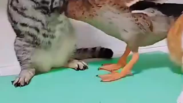 Fighting on Cat and Duck So really funny, Don't Miss