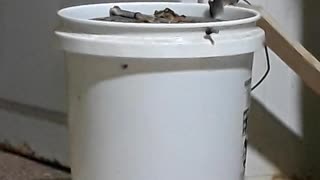 The best Mouse trap EVER!