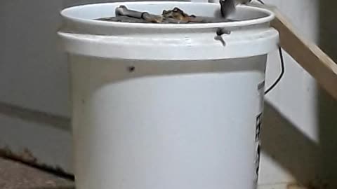 The best Mouse trap EVER!