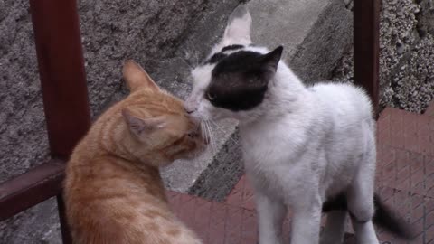 a quarrel between two cats