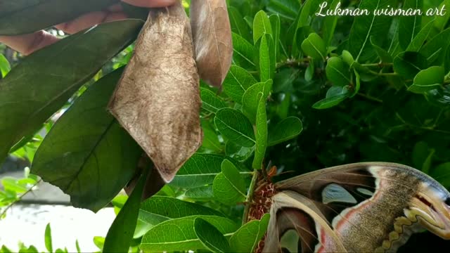 Giant butterfly cocoon or elephant butterfly that is already rare 1