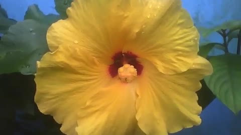 Beautiful yellow hibiscus flower, red detail in the center, with raindrops [Nature & Animals]