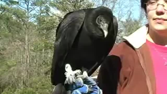 About Hawks and Owls...