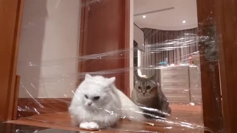 Cats Vs Walls