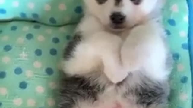 Cutest Puppies In The World - Amazing Puppies