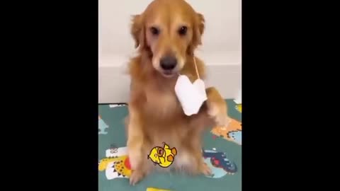 Funny animals videos 🤣🤣