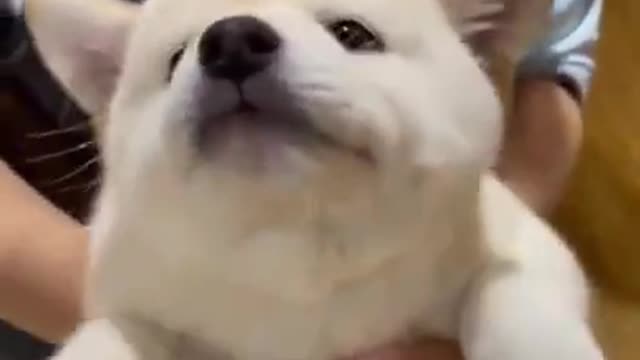 Baby Dogs 🐶 Cute and Funny Dog Videos Puppy Dogs Compilation