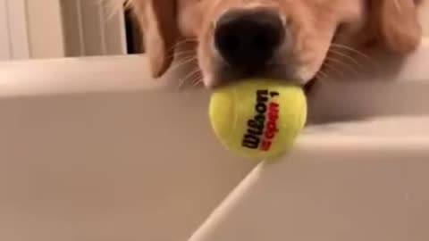 They are so cute dogs. I love them so much