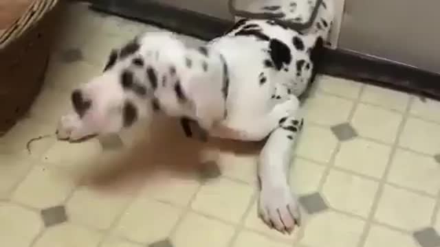 THE GREAT DANE Dog Video 217 - Great Dane Compilation - Tallest Dog in The World