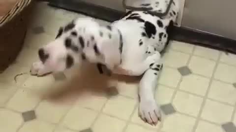 THE GREAT DANE Dog Video 217 - Great Dane Compilation - Tallest Dog in The World