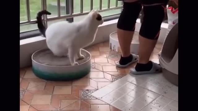 Funniest Animals