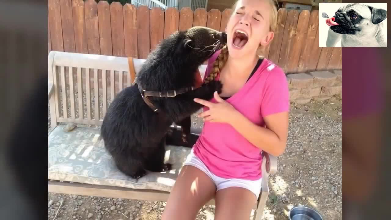 FUNNY ANIMALS ATTACK VIDEO NUMBER ONE