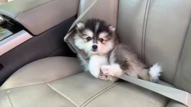 Better get buckled up