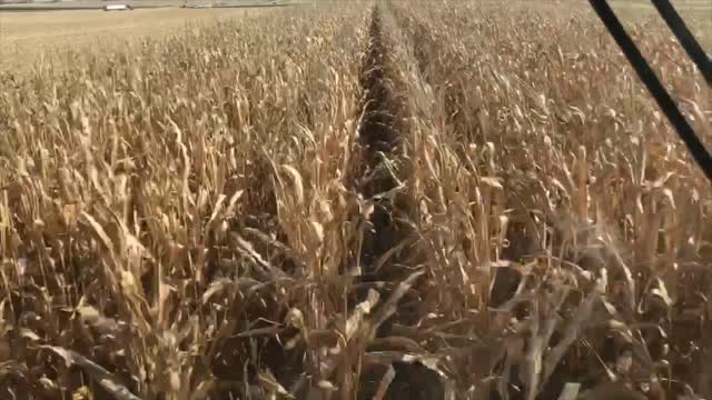 Beans Done Corn Begins