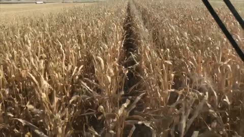 Beans Done Corn Begins