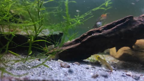 Guppies in planted aquarium