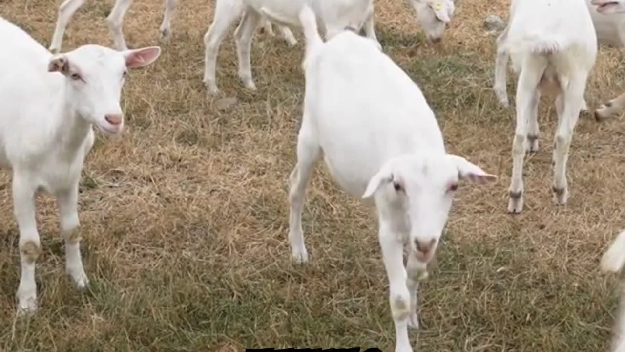 Adorable Goat Kids Playing: Pure Joy!"