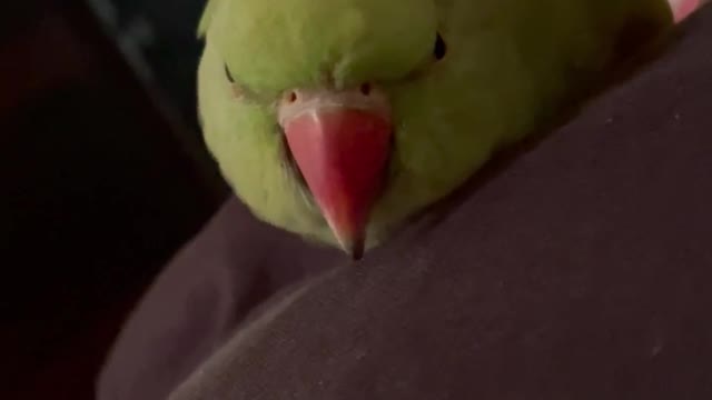 A parrot in full fun... enjoying with their partners.. ✨🤭