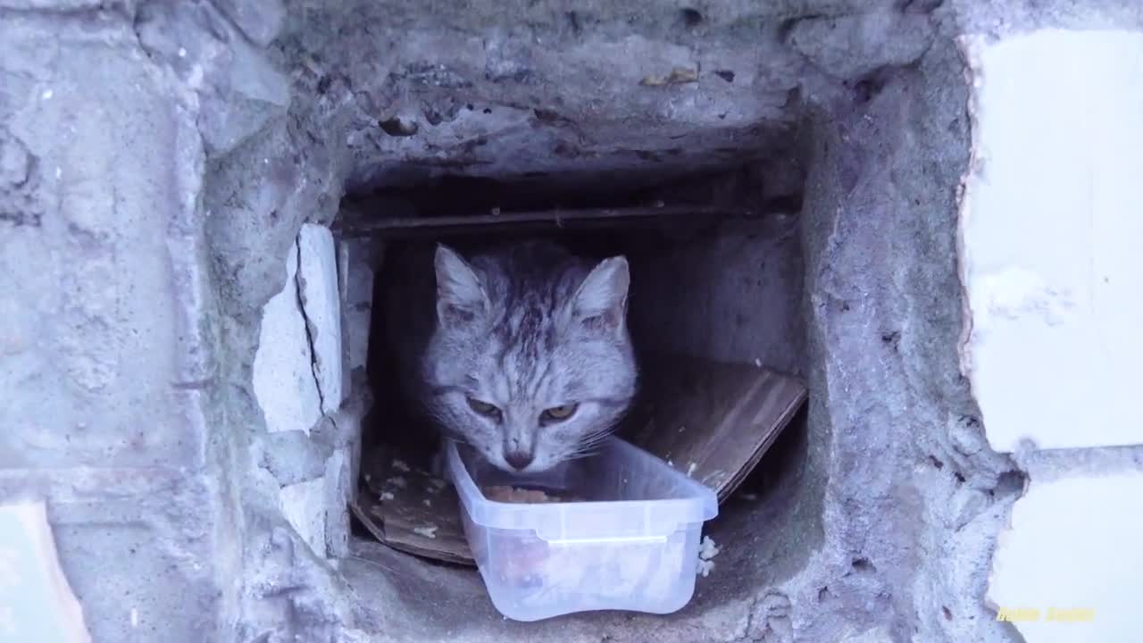 A hungry cat lives in a brick wall