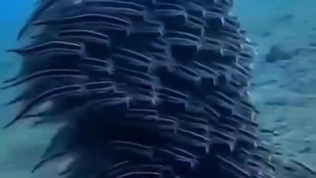 Fishes makes amazing shapes as they swim pass a diver