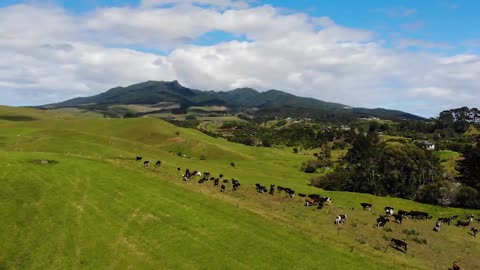 Cows on a field in New Zealand_