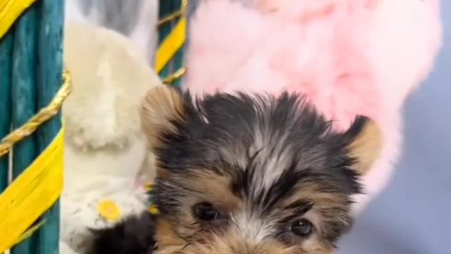 The greatest joy a dog can bring to a person