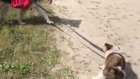 Brown and white puppy pulls on leash of red vest german shepherd