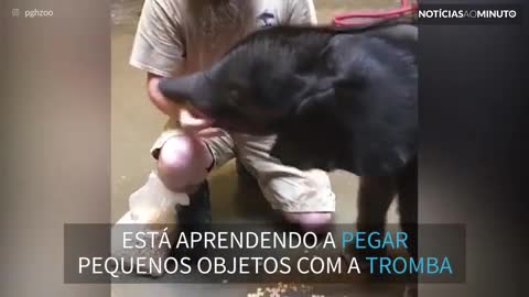 Filhote de elefante aprende a usar a tromba em zoo nos EUA