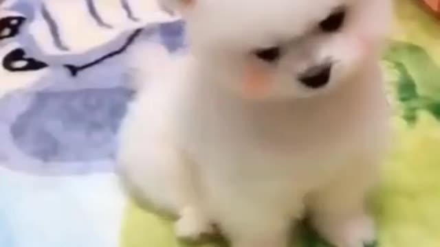 Funny dog Tilts His Head