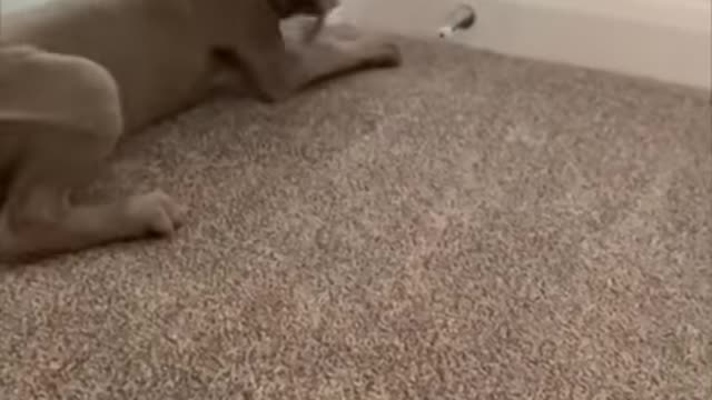Best Compilation of Funny DOG Videos