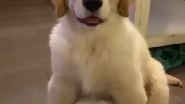 Tell me that wasn’t smooth | Cute Dog