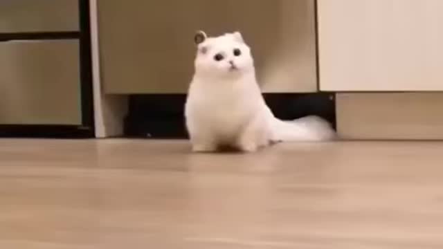 cute cat at home