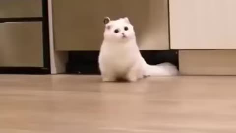 cute cat at home