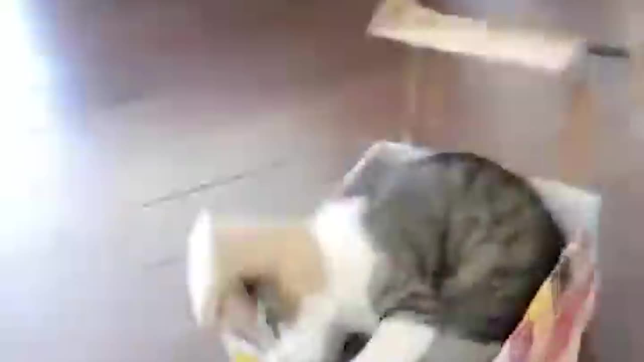 Funny cats and dogs