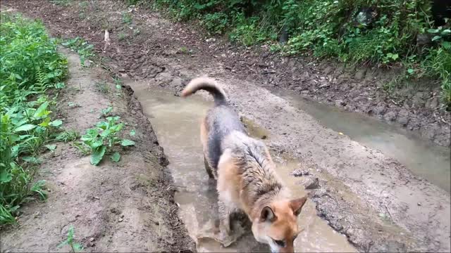 Dog playing on dirty water