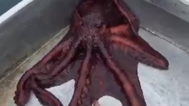 Amazing to see how such a big Octopus escapes the fishing boat through a small hole..