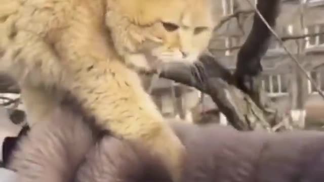 Funny cat _amazing video for cats don't try to stop laughing