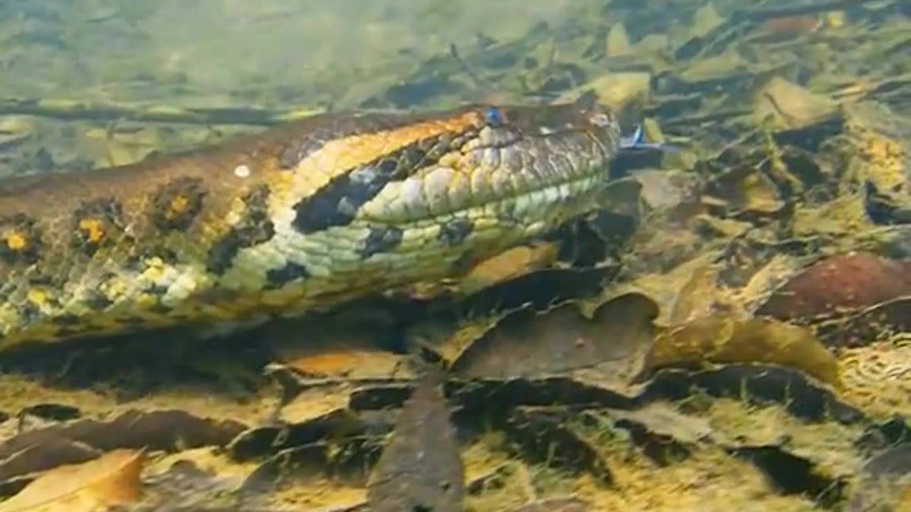 Fish jump off the water