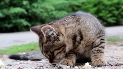 little hungry kitten eats bread